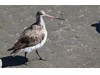 Photo of Limosa lapponica